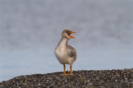 Caspian terns discovered nesting 1,000 miles farther to the north than ever recorded in Alaska 